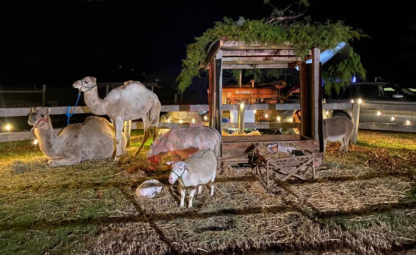 Nativity scene with camel and sheep