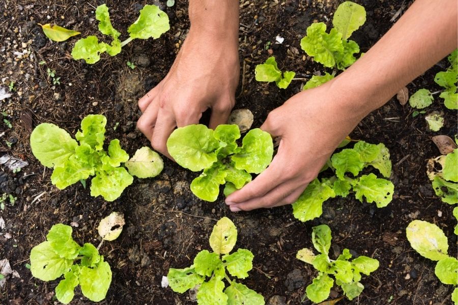 Clay & Bloom: Crafting Ceramic Plant Markers for Your Spring Garden @ Kirby