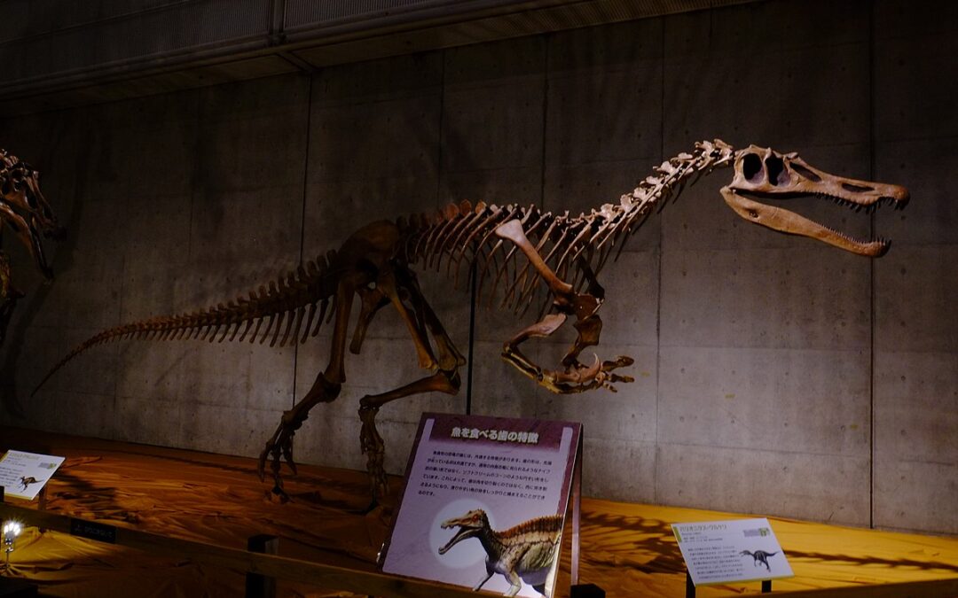 Dinosaur skeleton in museum