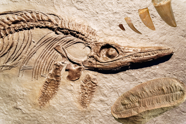 Fossils in stone
